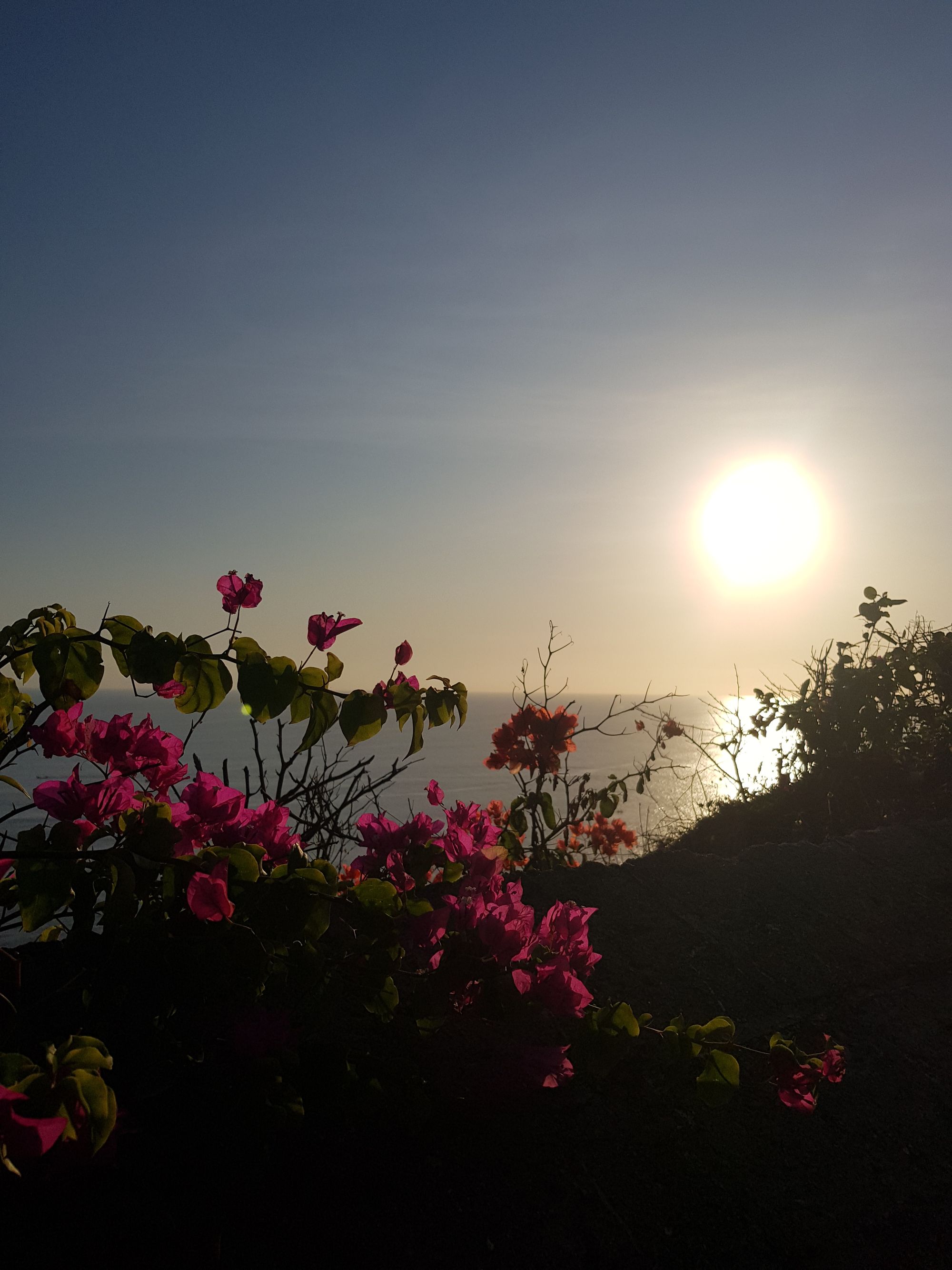 Nature's Symphony: Where Flowers Bloom, Waves Dance, and Sunsets Embrace